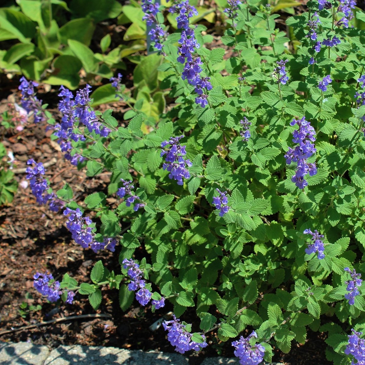 Cat's Pajamas Catmint - LandscapeDirect