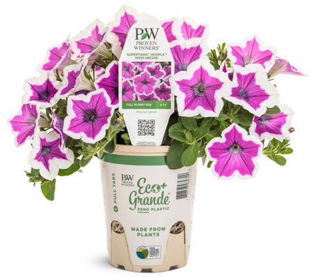 Petunia Supertunia Hoopla™ Vivid Orchid