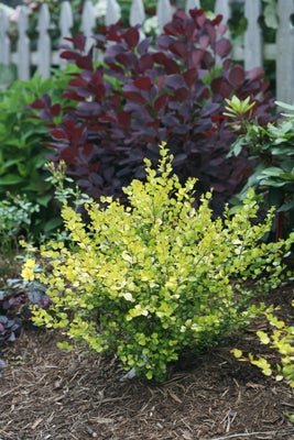 Cesky Gold Dwarf Birch - LandscapeDirect