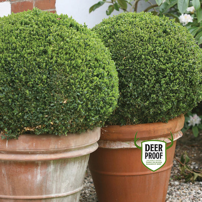 Sprinter¬¨¬Æ  Boxwood 