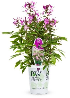 Cleome Senorita Rosalita - LandscapeDirect