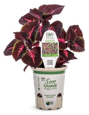 Coleus ColorBlaze Torchlight - LandscapeDirect