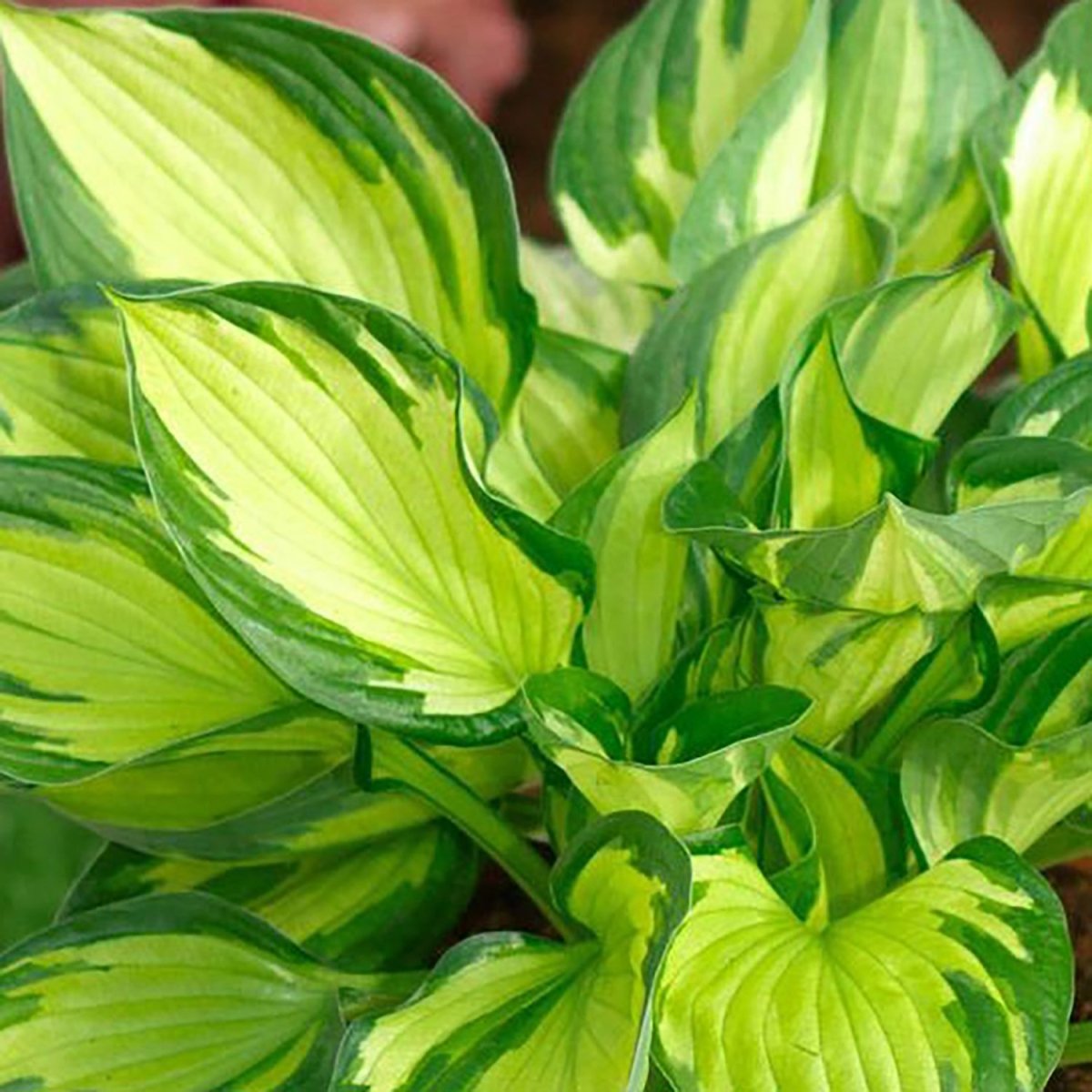 Colored Hulk Plantain Lily - LandscapeDirect