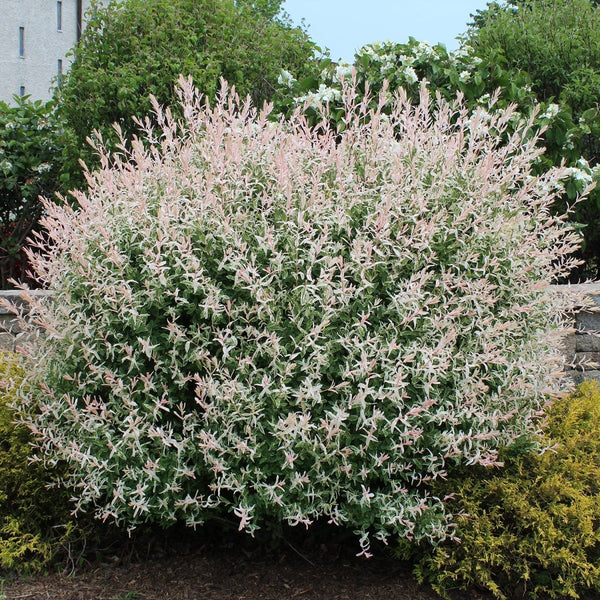 dappled-willow-7339890_grande.