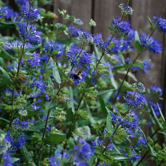Dark Knight Bluebeard - LandscapeDirect