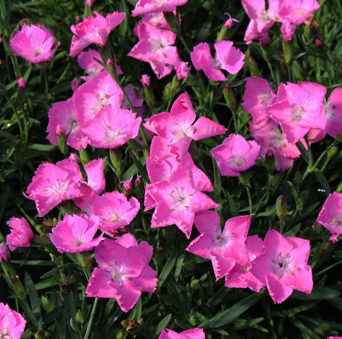Dianthus Kahori Pink - LandscapeDirect