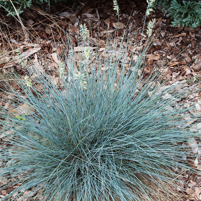 Elijah Blue Fescue - LandscapeDirect