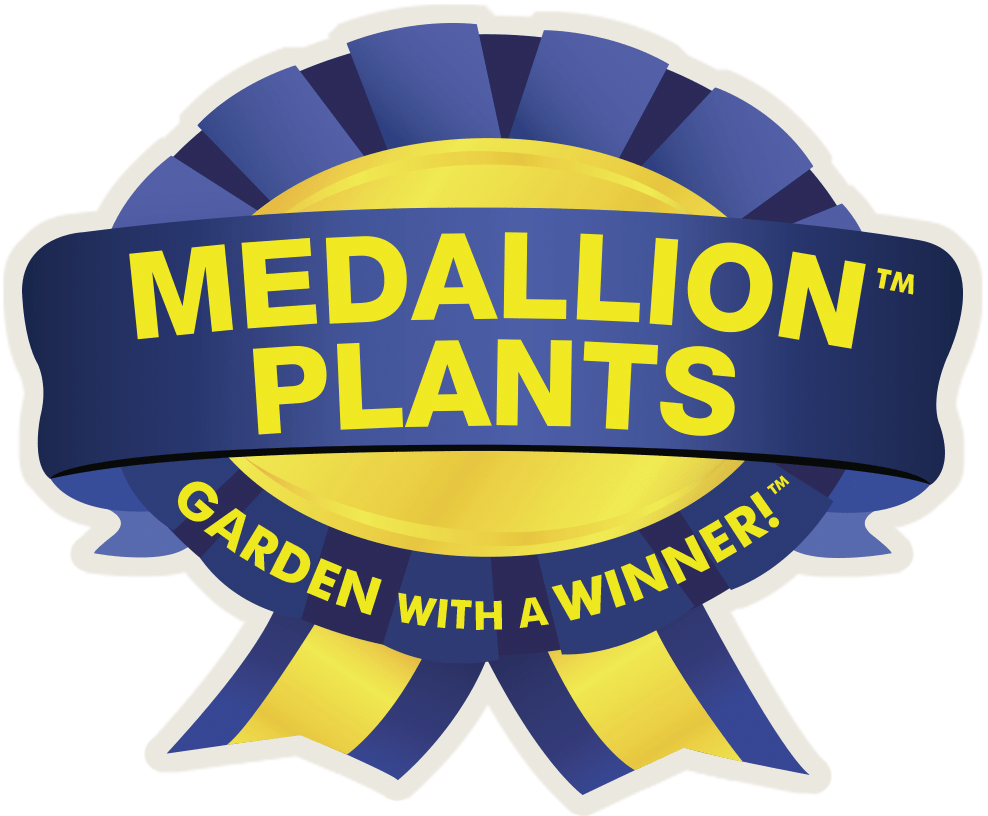 Evening Primrose / Ozark Sundrops - LandscapeDirect