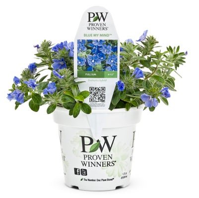 Evolvulus Blue My Mind - LandscapeDirect