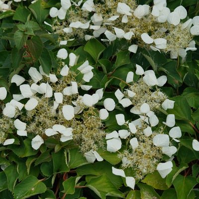 Flirty Girl False Hydrangea Vine - LandscapeDirect