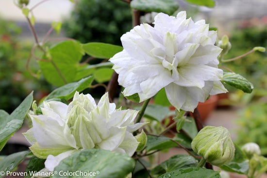 'Diamond Ball'  Clematis sp.