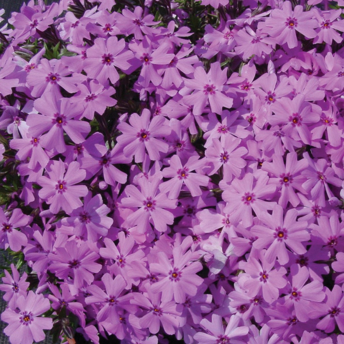 Fort Hill Creeping Phlox - LandscapeDirect