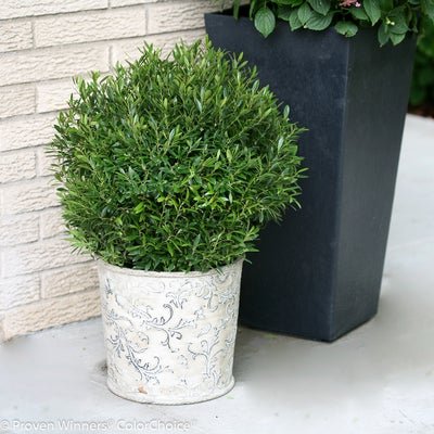 Gem Box Inkberry holly - LandscapeDirect