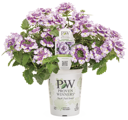 Verbena Superbena Sparkling Amethyst