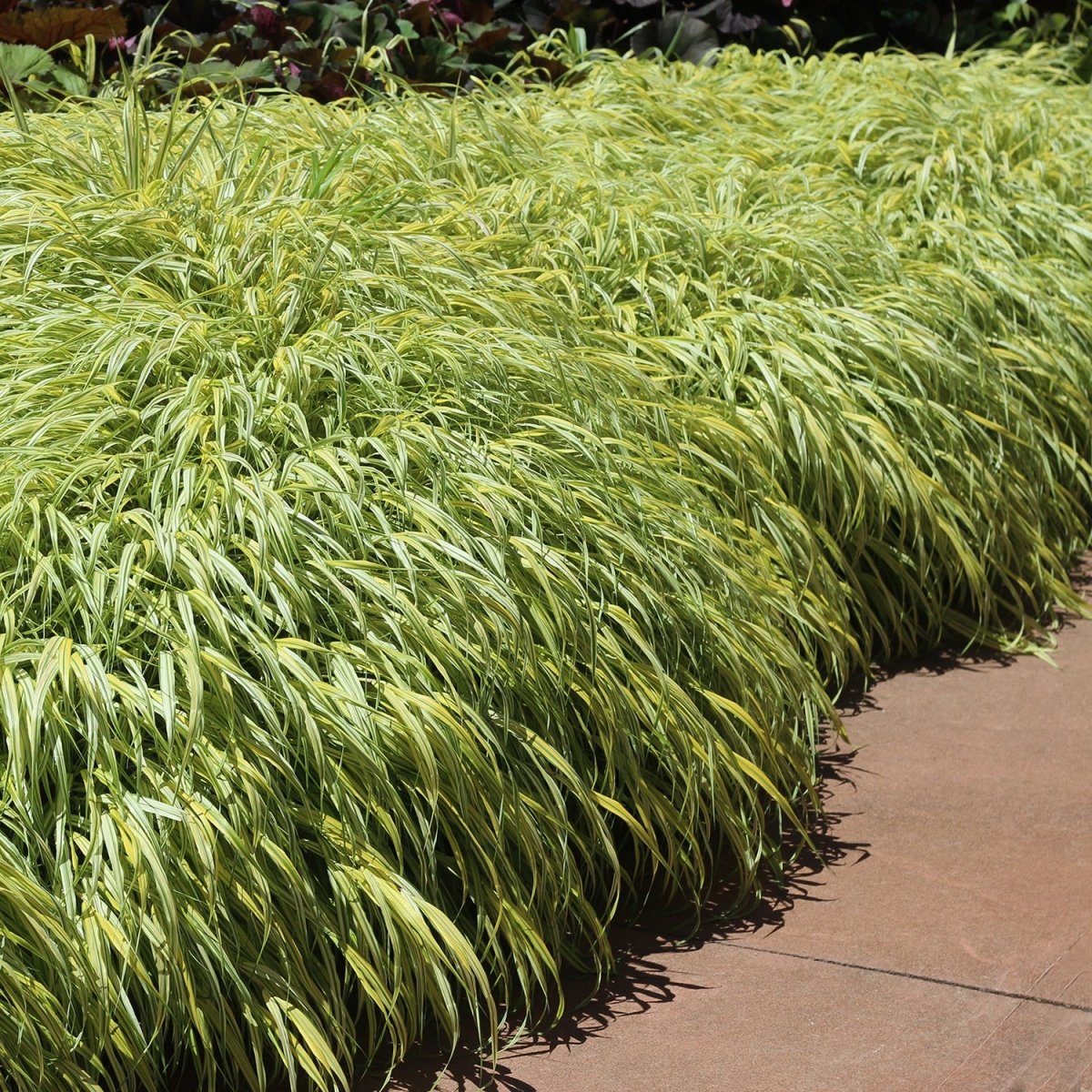Golden Variegated Hakone - LandscapeDirect
