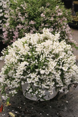 Yuki Snowflake¬¨¬Æ  Deutzia x