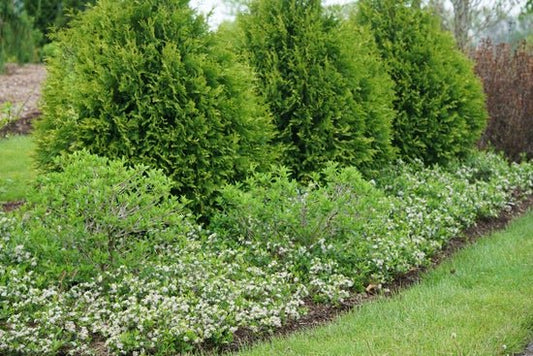 Ground Hug Aronia melanocarpa - LandscapeDirect