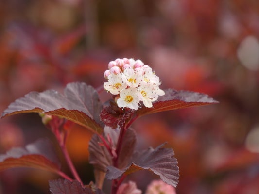 Ginger Wine¬¨¬Æ  Ninebark 