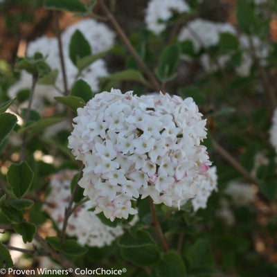 Spice Babyª  Koreanspice Viburnum 