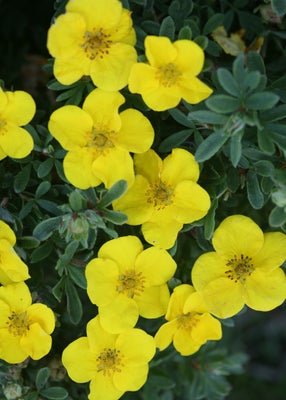 Happy Face Yellow Potentilla fruticosa - LandscapeDirect