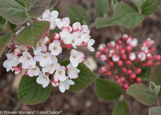 Spice Girl¬¨¬Æ  Korean Spice Viburnum 