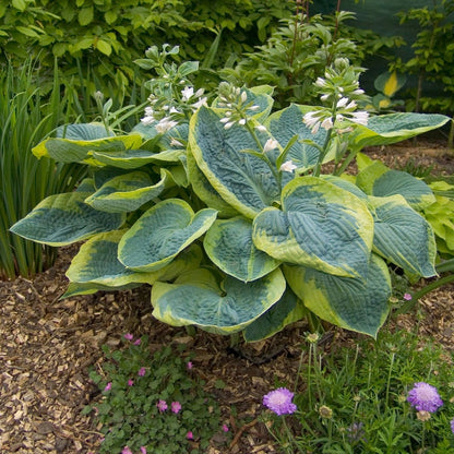 Hosta Frances Williams - LandscapeDirect
