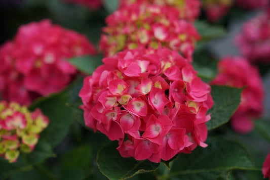 Wee Bit Giddy¬¨¬Æ  Bigleaf Hydrangea 