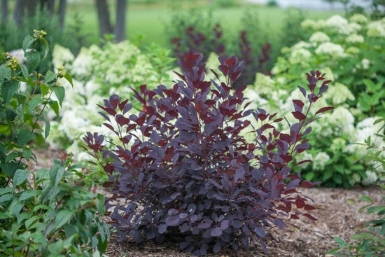 Winecraft Black¬¨¬Æ  Smokebush 