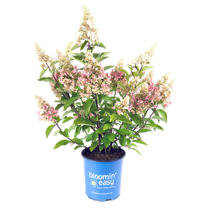 Candelabra Hydrangea