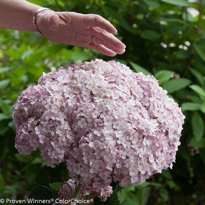 Incrediball Blush Smooth hydrangea - LandscapeDirect