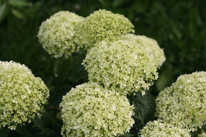 Invincibelle Limetta Smooth hydrangea - LandscapeDirect