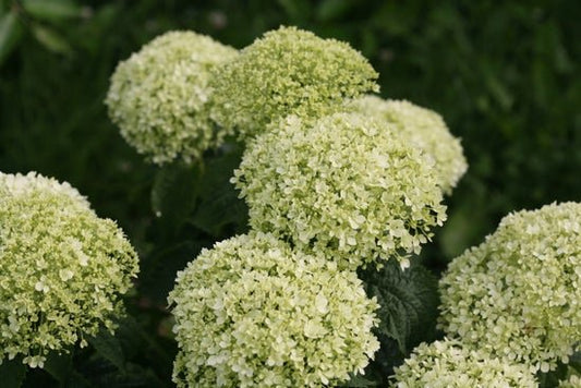 Invincibelle Limetta Smooth hydrangea - LandscapeDirect
