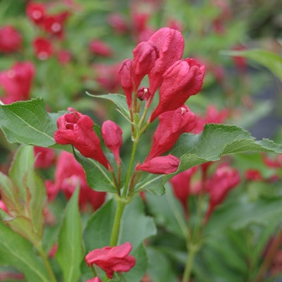 Sonic Bloom¬¨¬Æ Red  Reblooming Weigela 