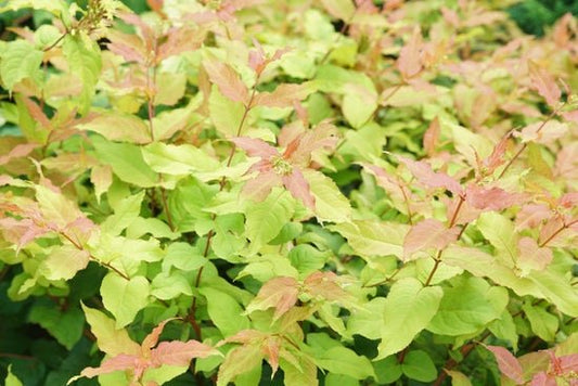 Kodiak Fresh Diervilla x - LandscapeDirect