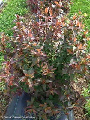 Kodiak Red Diervilla sp. - LandscapeDirect