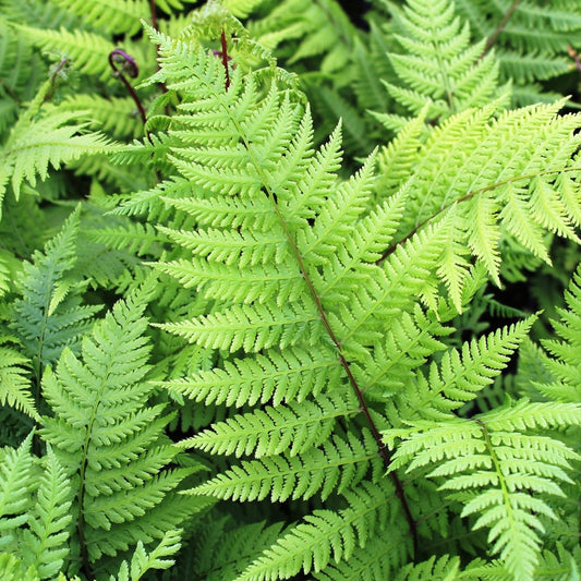 Lady In Red Fern - LandscapeDirect