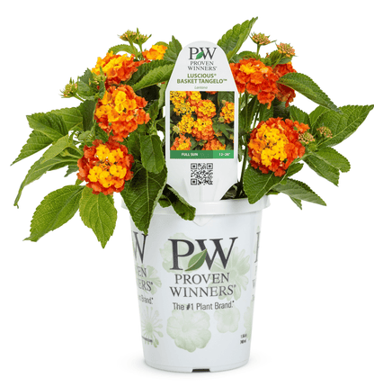 Lantana Luscious Basket Tangeglow - LandscapeDirect