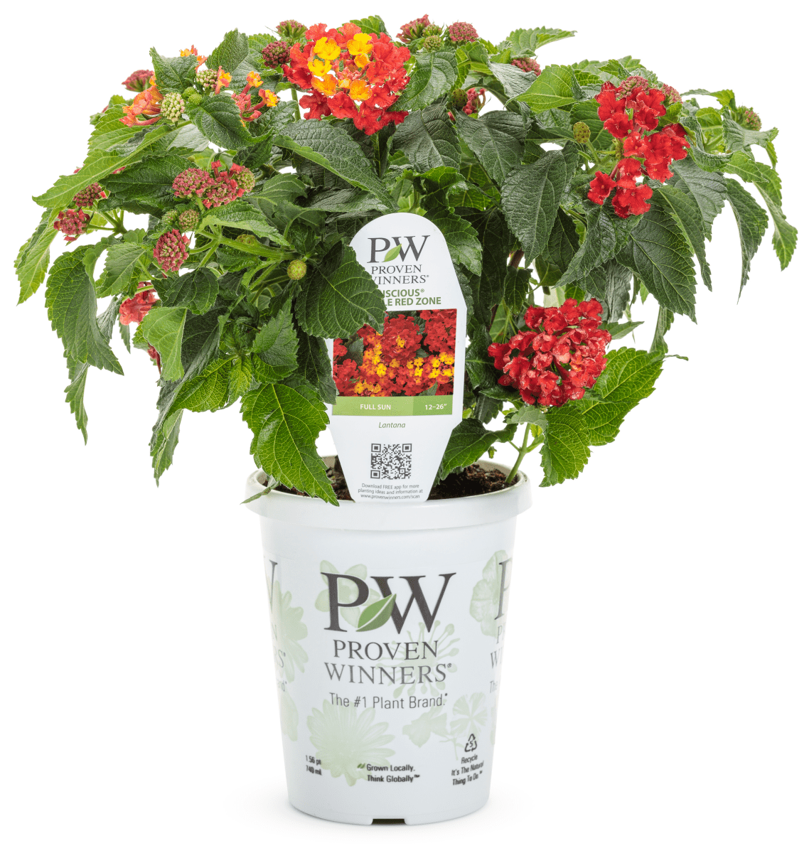 Lantana Luscious Royale Red Zone - LandscapeDirect