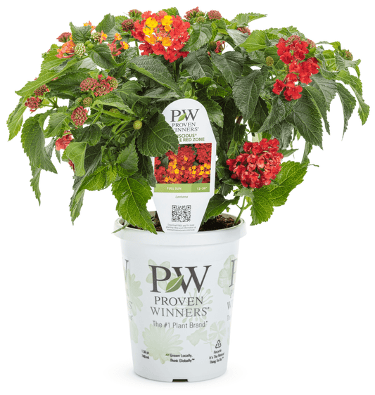 Lantana Luscious Royale Red Zone - LandscapeDirect