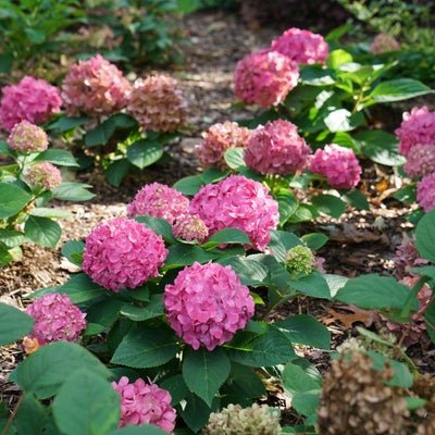Let's Dance, Arriba! Reblooming Hydrangea - LandscapeDirect