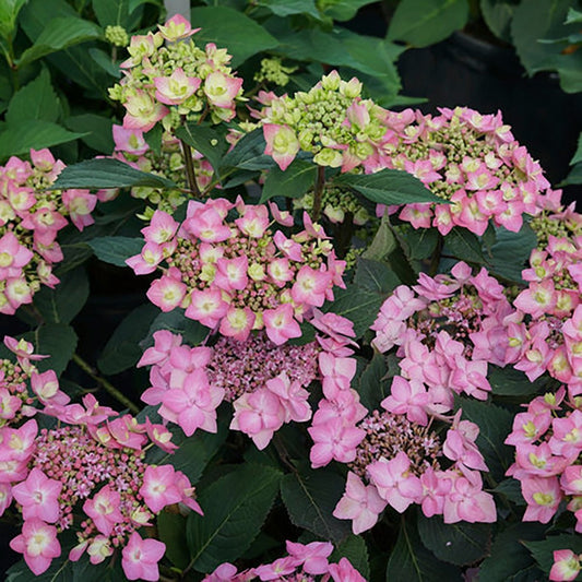Let's Dance Can Do - Reblooming Hydrangea - LandscapeDirect