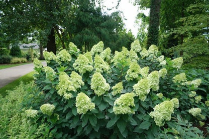 Limelight Prime Panicle Hydrangea - LandscapeDirect