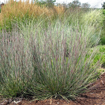 Little Blue Stem - LandscapeDirect
