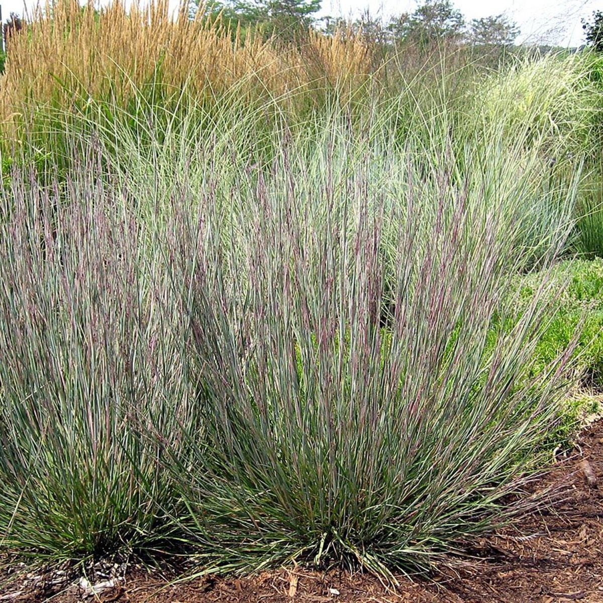 Little Blue Stem - LandscapeDirect