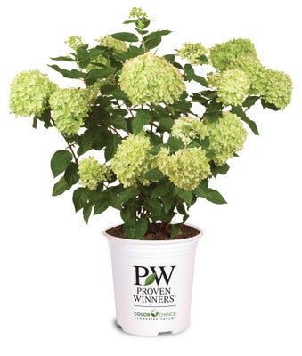 Little Lime Panicle Hydrangea - LandscapeDirect