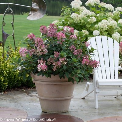 Little Quick Fire Panicle Hydrangea - LandscapeDirect