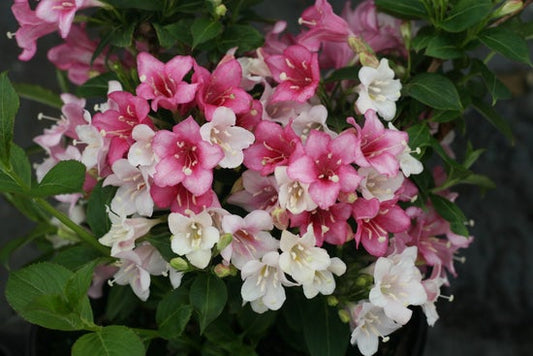 Czechmark Trilogy¬¨¬Æ  Weigela florida