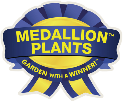 Midnight Rose Coral Bells - LandscapeDirect