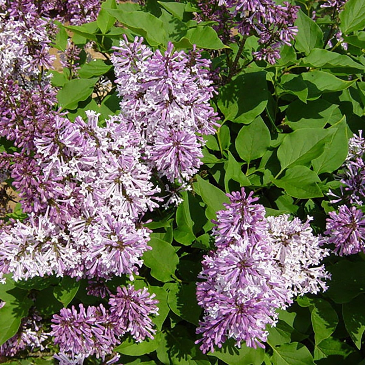 Miss Kim Lilac - LandscapeDirect