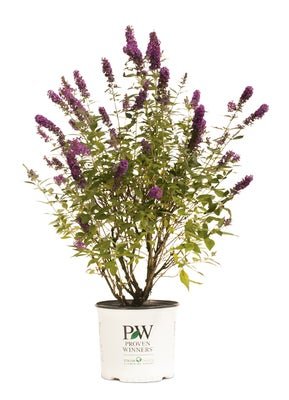 'Miss Violet' Butterfly bush - LandscapeDirect